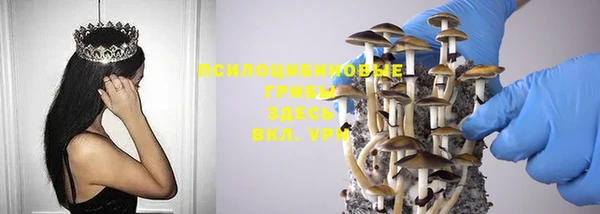 прущие грибы Баксан